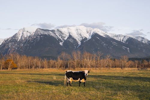 A Cow on a Grassy Field