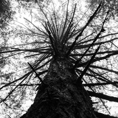 Low-Angle Shot of a Bare Tree