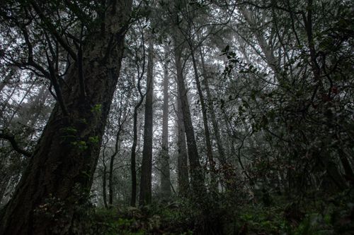 Free Dense misty forest in California showcasing towering trees and lush green foliage. Stock Photo