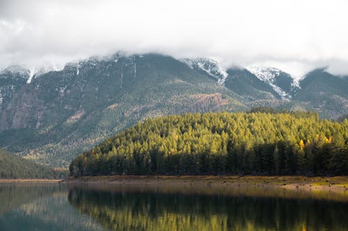 Pine Trees near the Lake