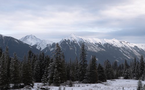 Ingyenes stockfotó fenyőfák, hegy, hó témában Stockfotó
