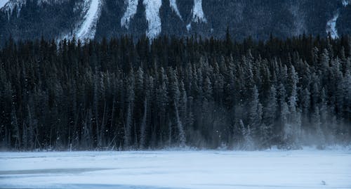 Pine Trees on a Snow-Covered Field