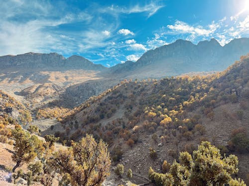 Free Trees on Mountain Area Stock Photo