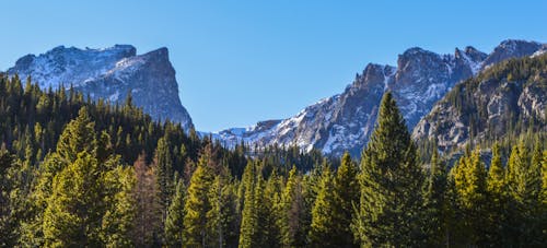 Green Tall Trees Near Mountains