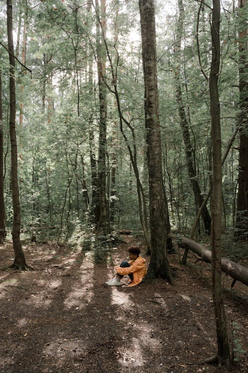 Foto profissional grátis de ao ar livre, árvores, floresta