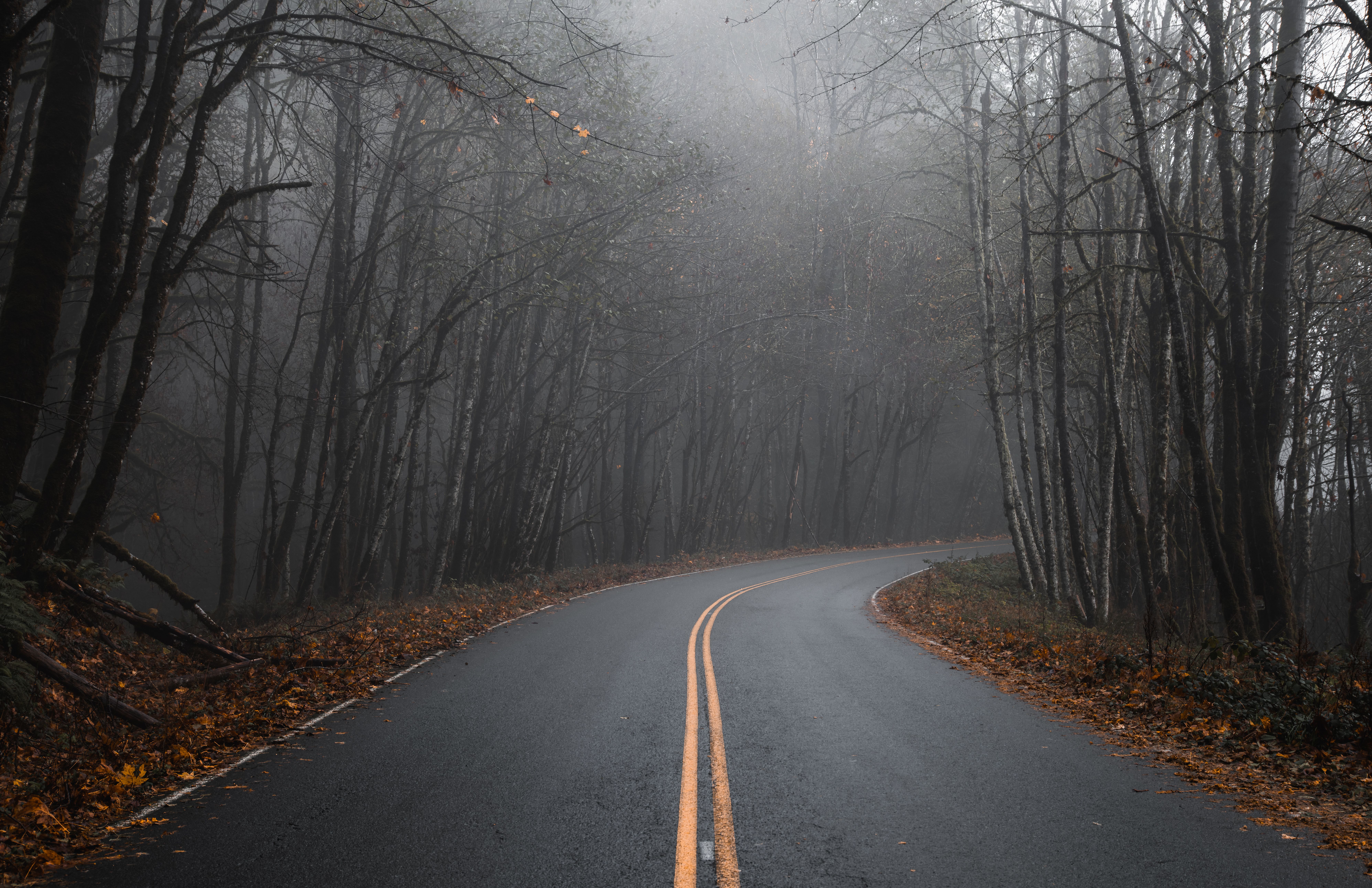 An Asphalt Road Between Bare Trees · Free Stock Photo