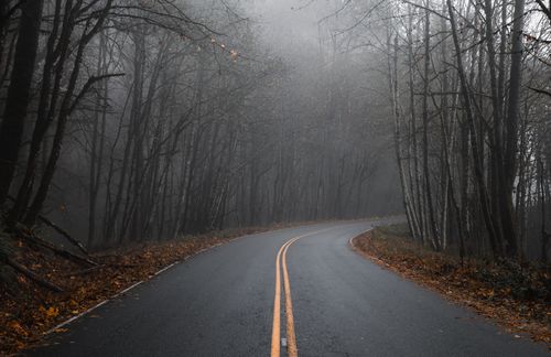 Free Foggy curved road through a dense forest in Washington, USA. Stock Photo