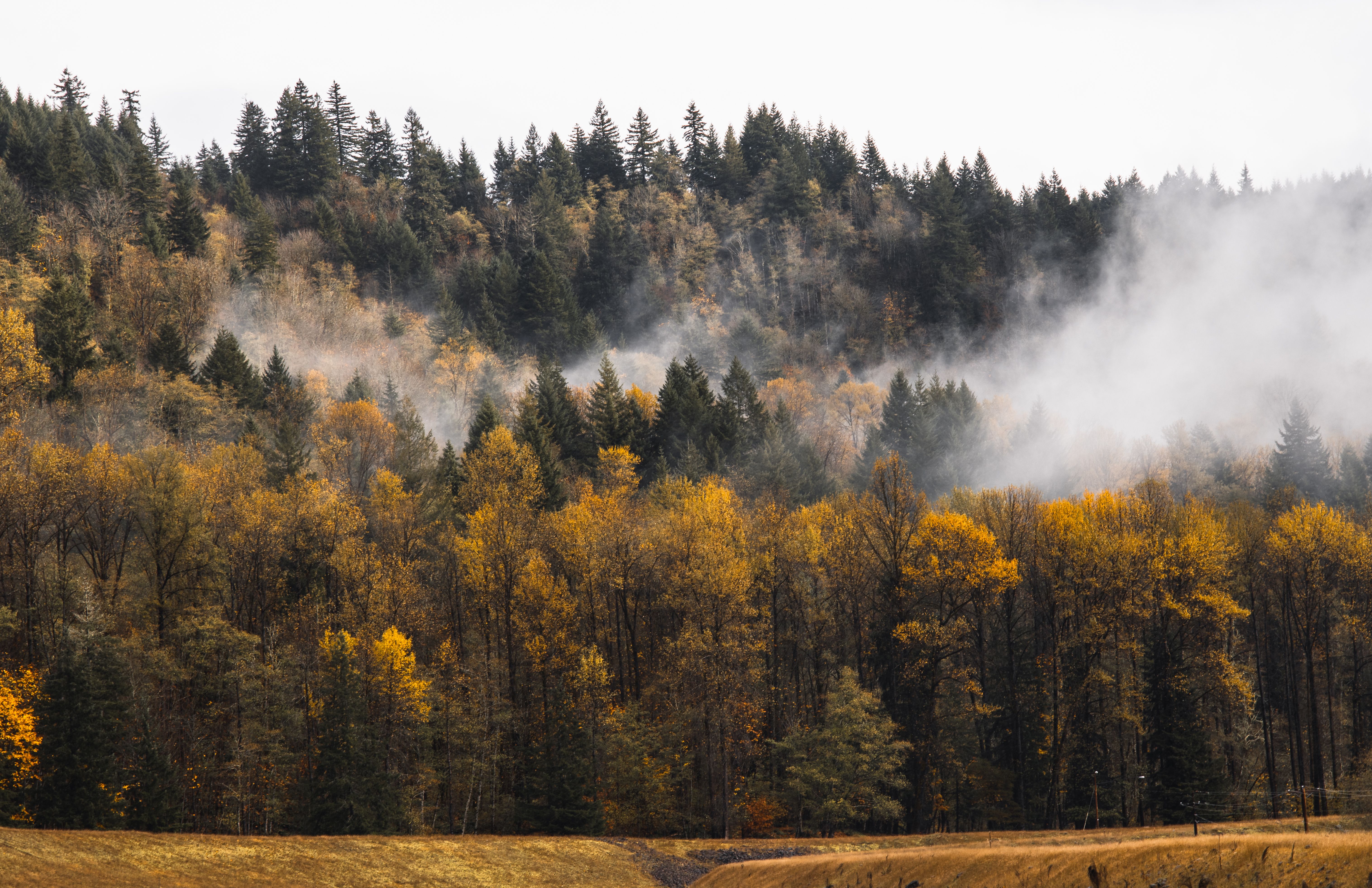Enchanting autumn forest with misty fog and vibrant fall leaves in Washington State.