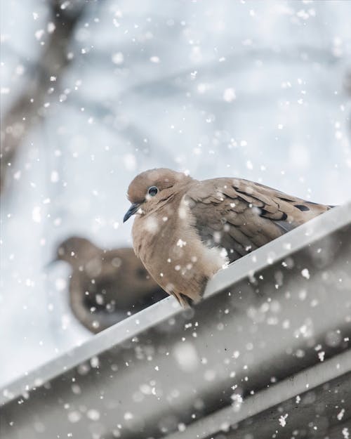 Close-Up Shot of a Bird Perched on a Gutter