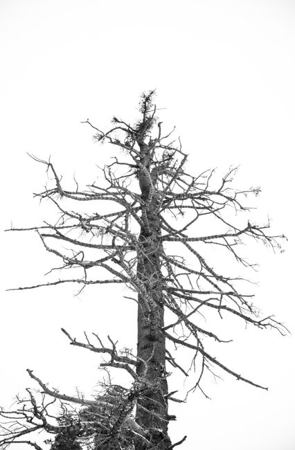 A stark black and white photo of a leafless tree reaching into a clear sky.