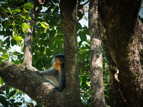 ฟรี คลังภาพถ่ายฟรี ของ macaca, การถ่ายภาพสัตว์, ต้นไม้ คลังภาพถ่าย