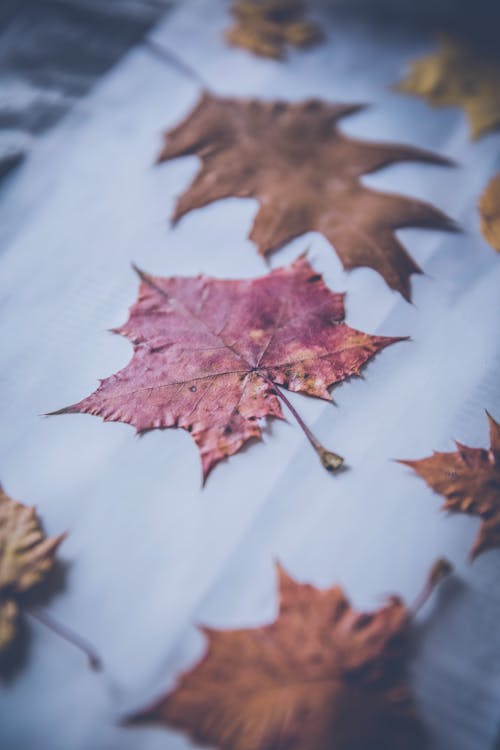 Free stock photo of dried leaves, leaves, maple leaves