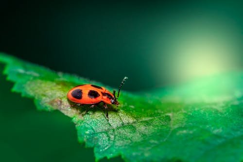 Close-up of a Ladybug on Green Leaf 