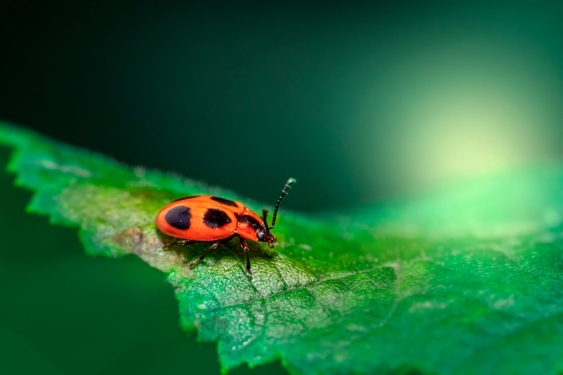 Vibrant red ladybug with black spots resting on a green leaf in natural light.