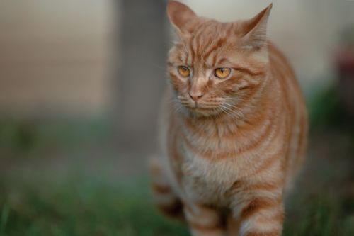 Free Charming ginger tabby cat in a serene outdoor setting captured in close-up. Stock Photo