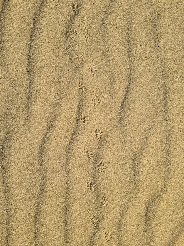 Brown Sand With Shadow of Person