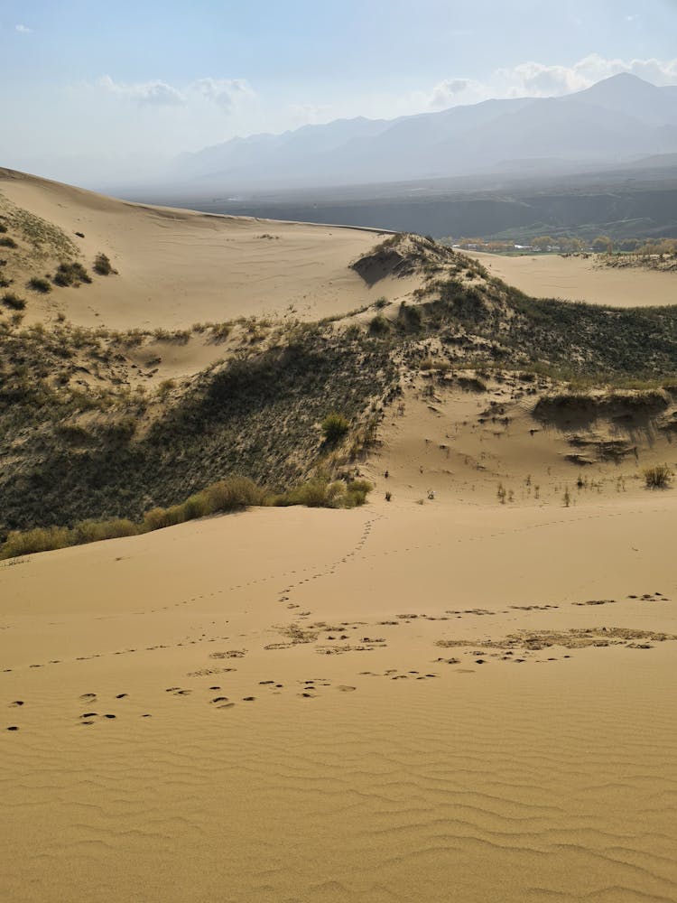 Footsteps And Green Grass On Desert