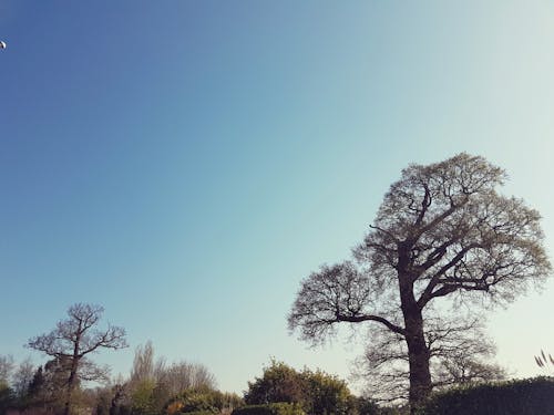 Безкоштовне стокове фото на тему «блакитне небо, дерева, небо»