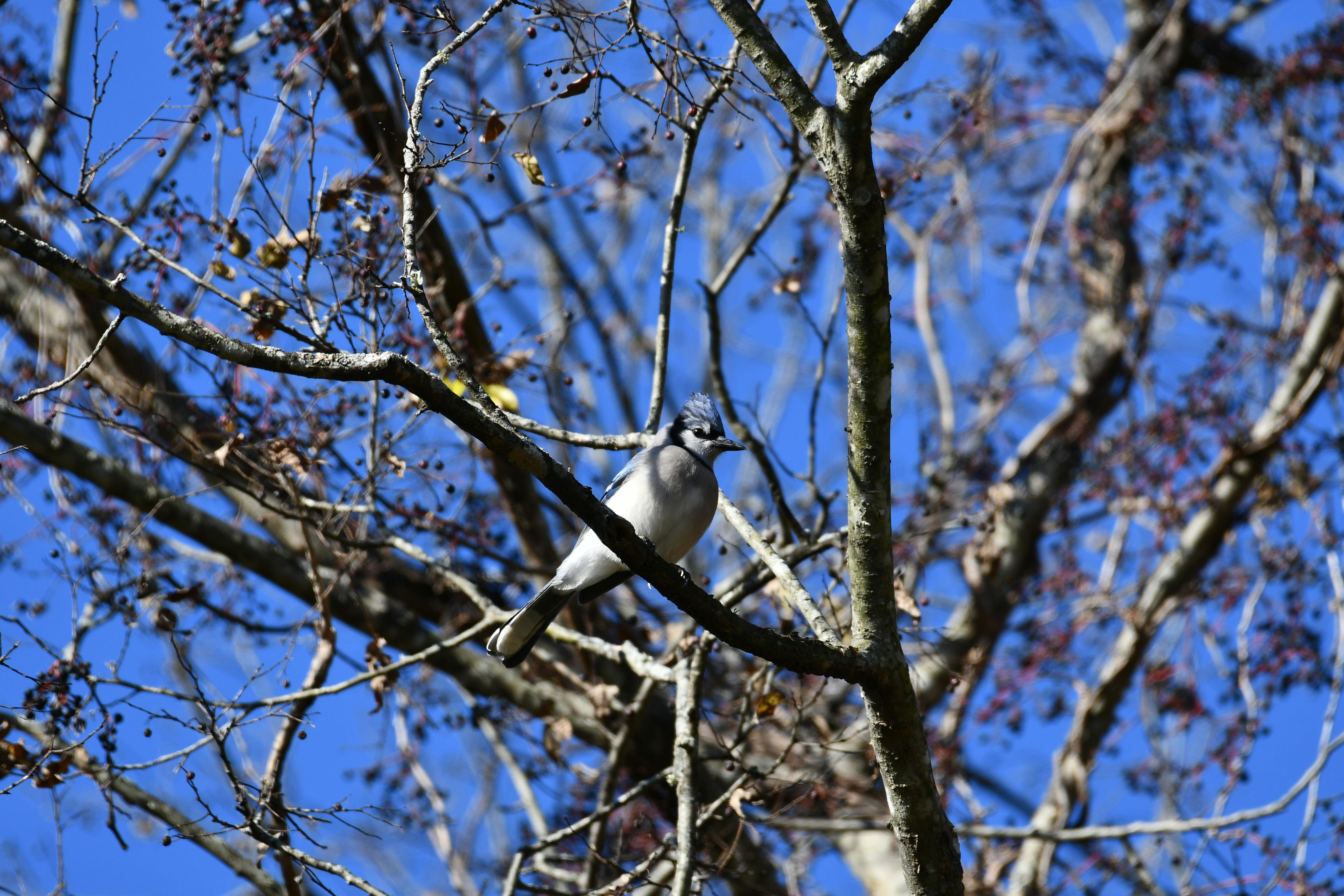 A Bird Perched on Tree Branch · Free Stock Photo