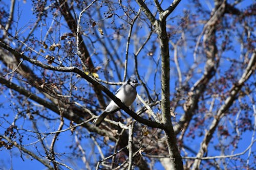 A Bird Perched on Tree Branch
