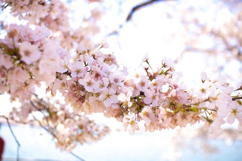 Foto Aproximada De Flores Em Flor De Macieira