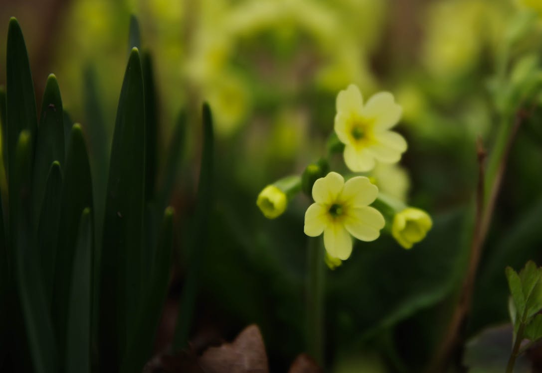 Flor De Pétalos Amarillos En Fotografía De Enfoque Selectivo