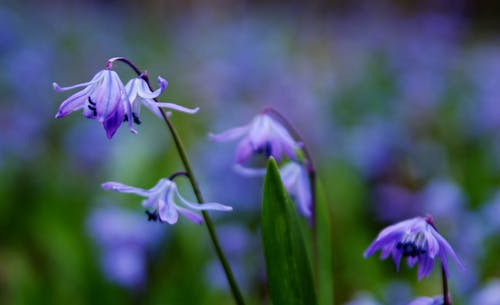 Gratis lagerfoto af blad, blomster, blomstermotiv