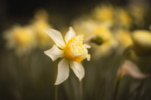 Free Detailed view of a white daffodil blooming in a garden with a blurred floral background. Stock Photo