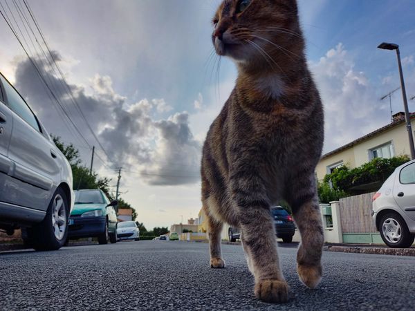 Chat tigré marchant dans une rue résidentielle vu en contre-plongée