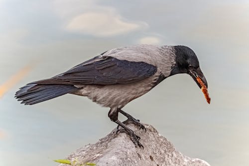 Free Close-Up Shot of a Crow on Gray Rock Stock Photo