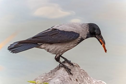 crow photo