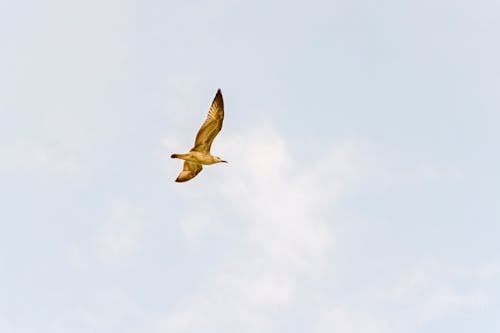 Close-Up Photo of Gull Flying on White Sky