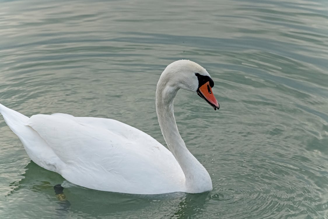 White Swan on Water