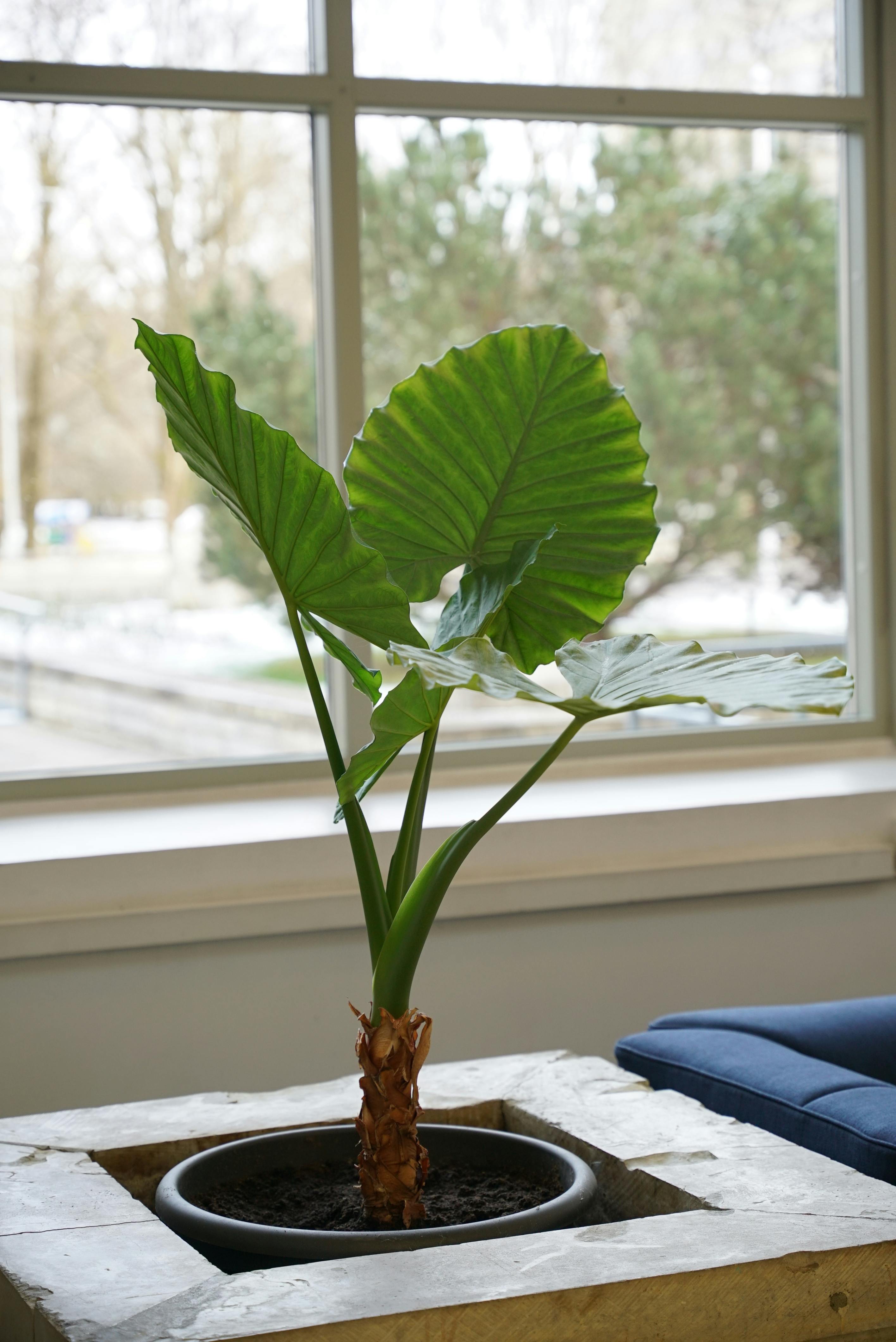 Photo of a Potted Plant · Free Stock Photo