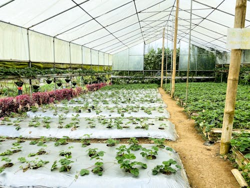 A Plantation of Green Vegetables in a Greenhouse