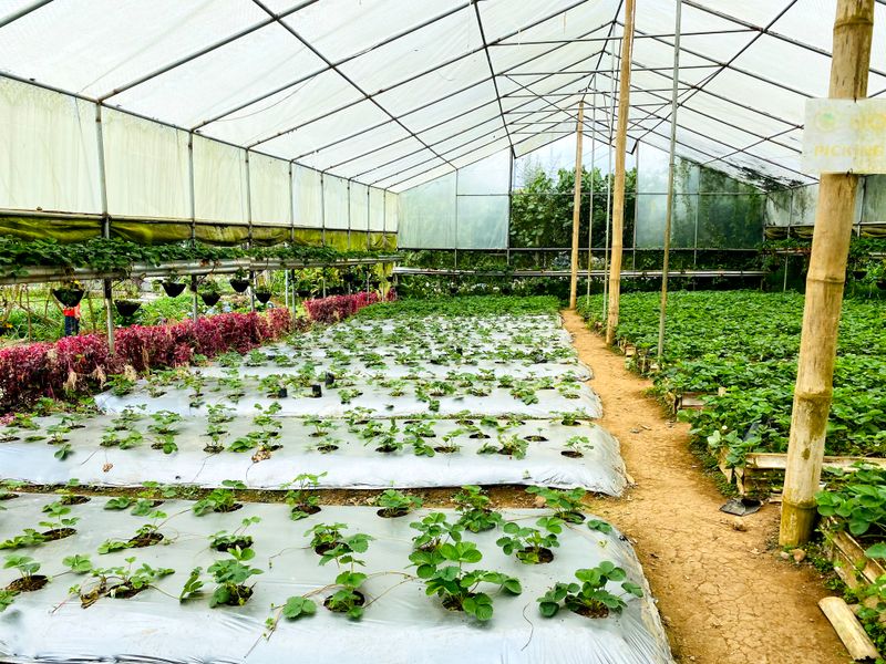 Seedling trays on a staggered schedule