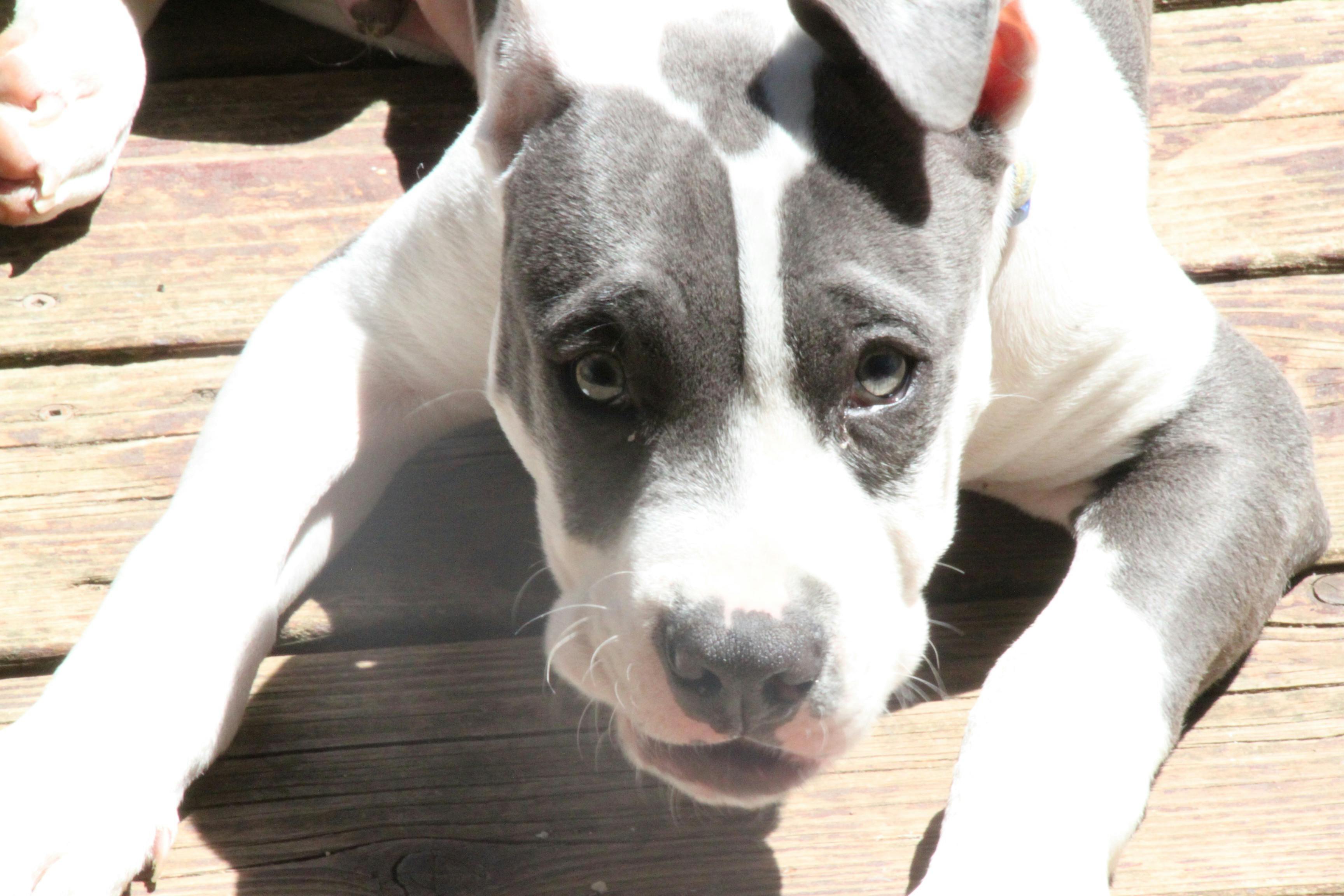 Free stock photo of Blue nose pitbull dog