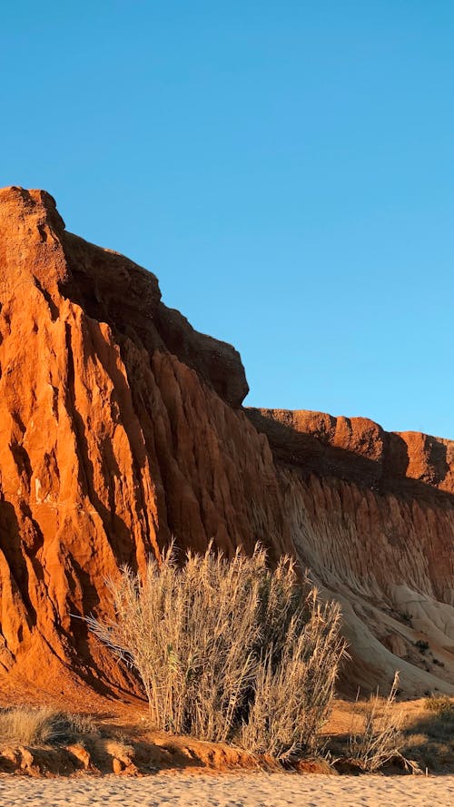 Dried Bushes Beside a Mountain