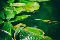 青蛙在宁静池塘的睡莲垫上休息，捕捉着自然的宁静时刻