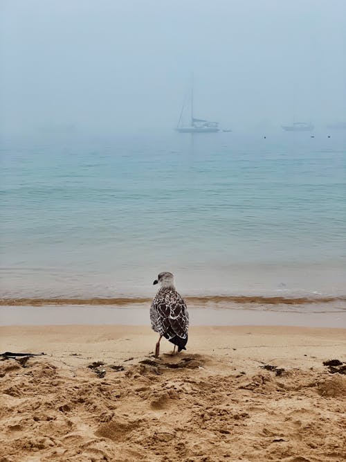 A Bird on the Seashore