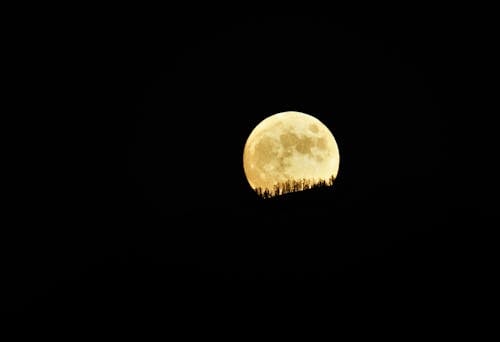 Silhouette of Trees at Full Moon