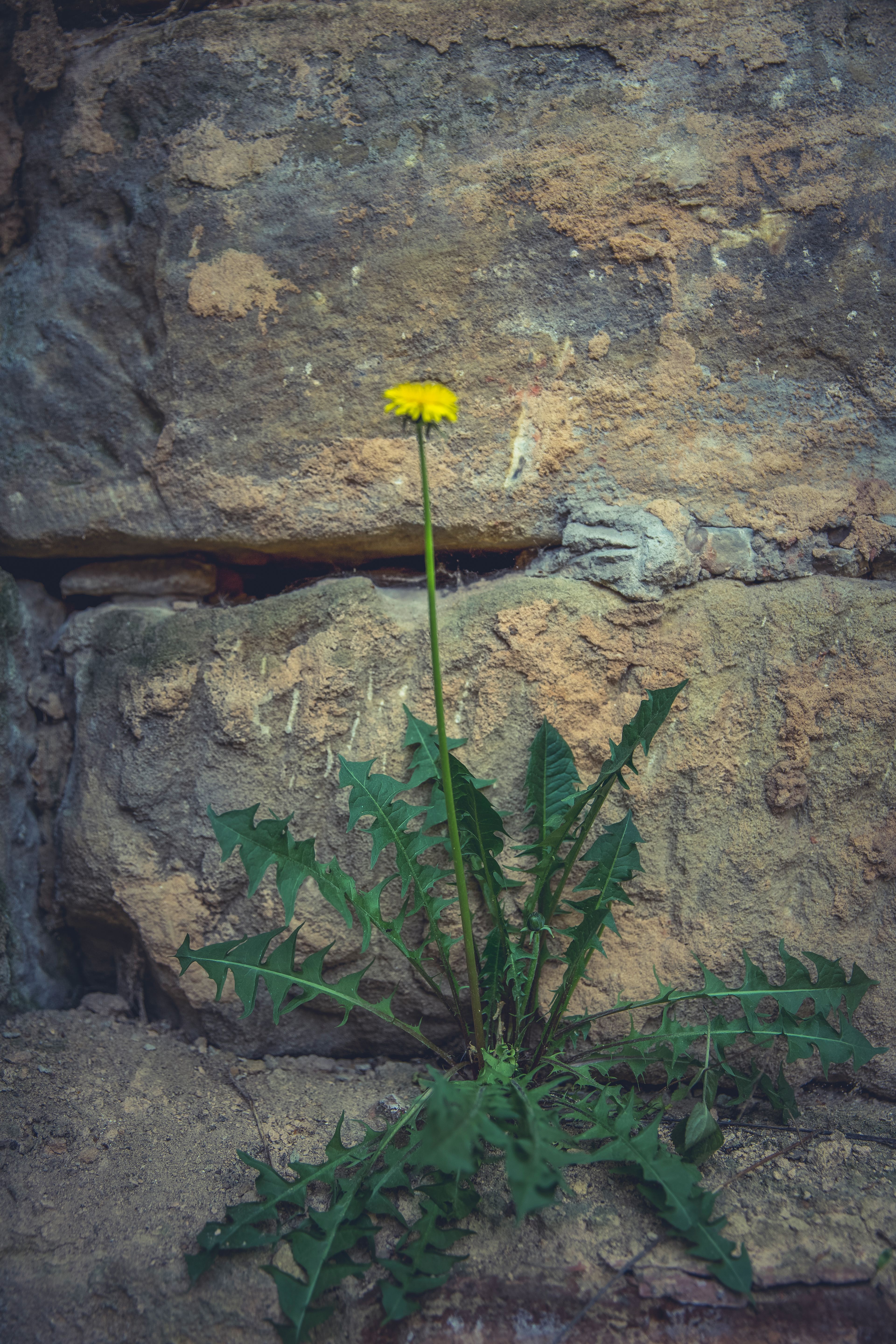 A solitary yellow dandelion growing from a stone wall, symbolizing resilience and nature's beauty.