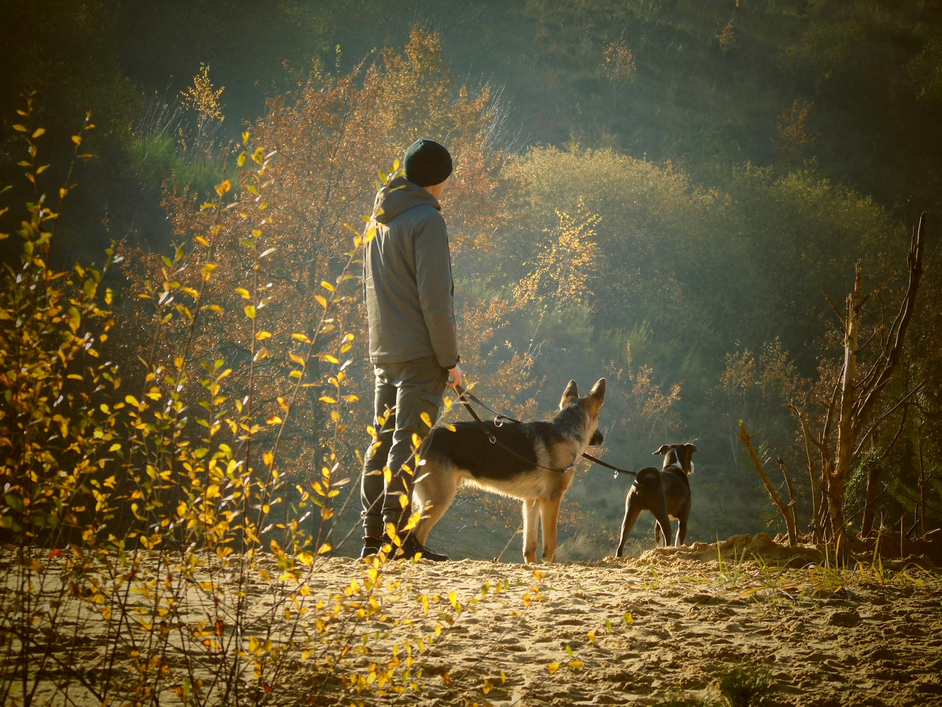 A Person Standing on Ground Holding Dogs Leashes