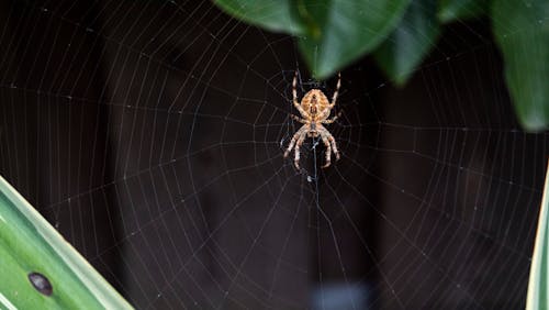 Základová fotografie zdarma na téma pavouci