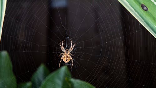 Základová fotografie zdarma na téma pavouci