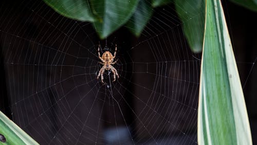 Základová fotografie zdarma na téma pavouci