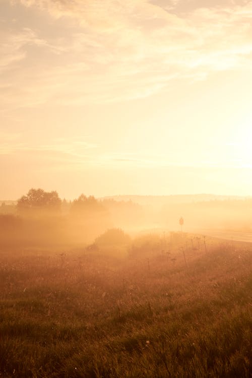 A Grassy Field during Sunset