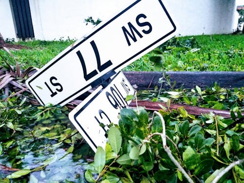 Kostnadsfri bild av dåligt väder, fallen tress, florida