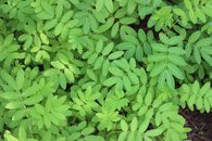 Top view of vibrant thicket of green Indigofera plants growing in park on sunny day