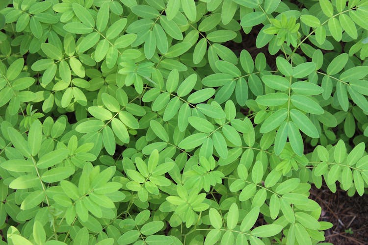 Overhead View Of Green Summer Plants